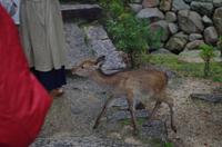 Rehe auf Miyajima