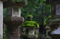 japanische Schrein-Laternen - Nara