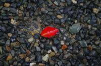 Ryoanji-Garten - Kyoto