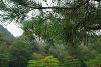 Garten des Kinkaku-ji - Kyoto - Regentropfen