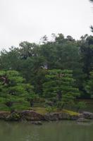 Reiher im Flug - Garten des Kinkaku-ji - Kyoto