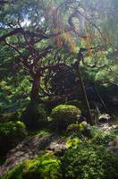 Heian-Schrein-Garten - Kyoto