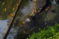 Tierwelt in Japan - Schildkröte