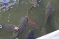 Tierwelt in Japan - Kois