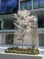 Tokyo - erste Kirschblüten