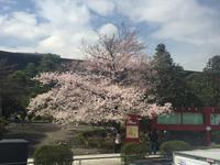 Tokyo - Kirschblüte