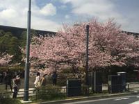 Tokyo - Kirschblüte