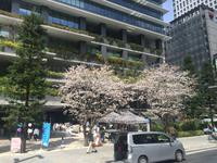 Tokyo - Kirschblüte