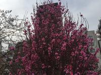 Tokyo - Blütenpracht