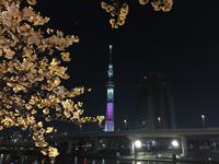 Tokyo Ske Tree am Abend