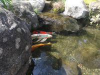 Kamakura - Hase-dera-Tempel