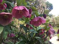 Kamakura - Hase-dera-Tempel