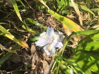 Kamakura - Hase-dera-Tempel