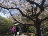 Kamakura - Hase-dera-Tempel