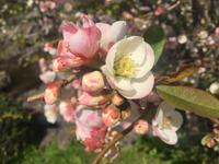 Kamakura - Hase-dera-Tempel