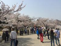 Himeji - Burg des weißen Reihers
