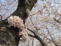 Himeji - Burg des weißen Reihers