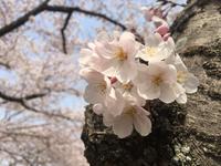 Himeji - Burg des weißen Reihers