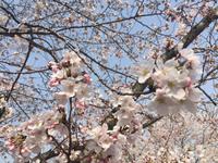 Himeji - Burg des weißen Reihers