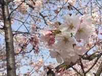 Himeji - Burg des weißen Reihers