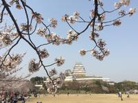 Himeji - Burg des weißen Reihers