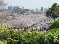 Himeji - Burg des weißen Reihers