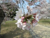Himeji - Burg des weißen Reihers