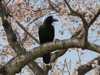 Himeji - Burg des weißen Reihers