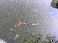 Himeji - japanischer Garten Koko-en