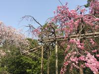 Himeji - japanischer Garten Koko-en