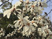 Himeji - japanischer Garten Koko-en