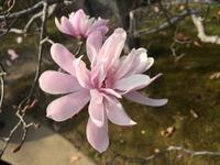 Himeji - japanischer Garten Koko-en