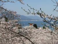 Insel Miyajima