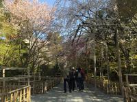 Kyoto - Ryoanji-Tempel