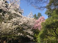 Kyoto - Ryoanji-Tempel