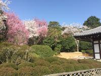 Kyoto - Ryoanji-Tempel