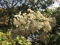 Kyoto - Ryoanji-Tempel