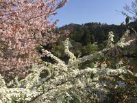 Kyoto - Ryoanji-Tempel