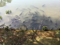 Kyoto - Rokuon-Ji Tempel - der Goldene Pavillon