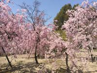 Kyoto - Heian-Schrein