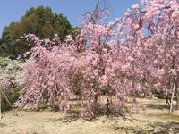 Kyoto - Heian-Schrein