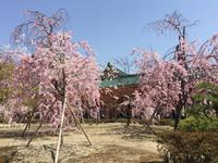 Kyoto - Heian-Schrein