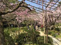 Kyoto - Heian-Schrein