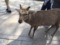 Nara - Todaiji-Tempel