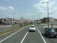 Nara - Kirschbaumallee