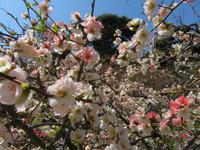 Die KIrschblüte beginnt