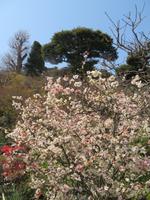 Die Kirschblüte beginnt