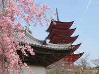 Kirschblüte Insel Miyajima