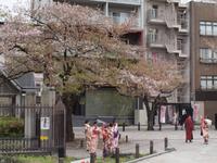 Tokyo - Kirschblüte