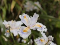 Kamakura - Hasedera Tempel